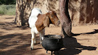 Küchen säuberung ”Himba Style“ Küchen säuberung ”Himba Style“