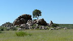 Granitkuppen und Baum Granitkuppen und Baum