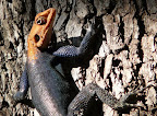 this is NOT a lizard, he is part of the dragon family.