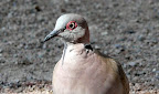 Mourning Dove, only found in the extreme north of Namibia, if you hear its" kur-r-r-r-r"you know you are close to Angola.