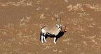 Areal view from a dune, an oryx with its shade.