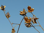 The pods of “wild cotton” , used to clean ears, make ear buds.