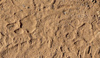 Leopard spoor, his tracks on our footpath !