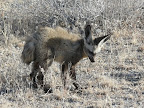 Then we saw some bat Eared Fox.