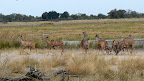 and theese Kudu.