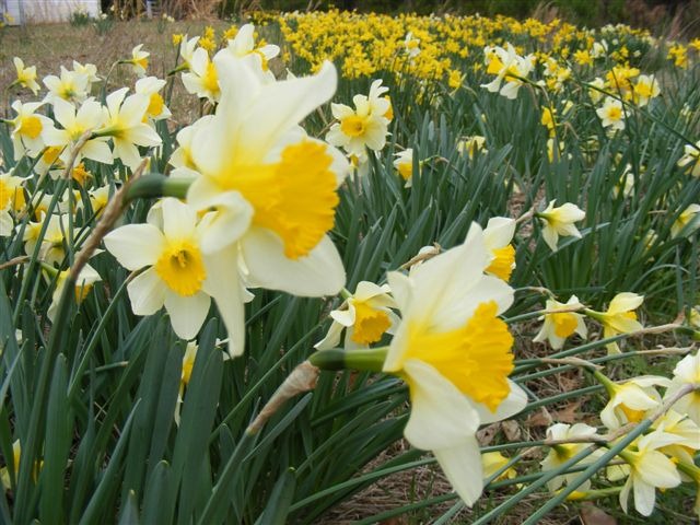 [smile at the daffodils[2].jpg]