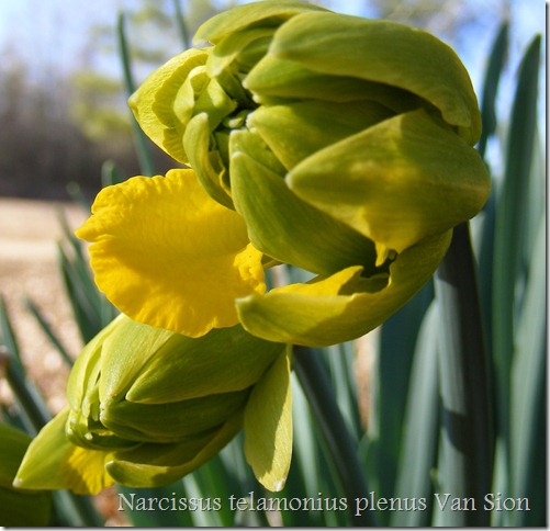 Narcissus telamonius plenus