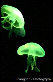 jelly green