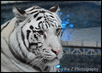 whit tiger