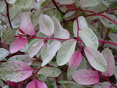 Pão-nosso-cada-dia (Breynia disticha)