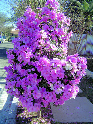 Manacá-da-serra (Tibouchina mutabilis)