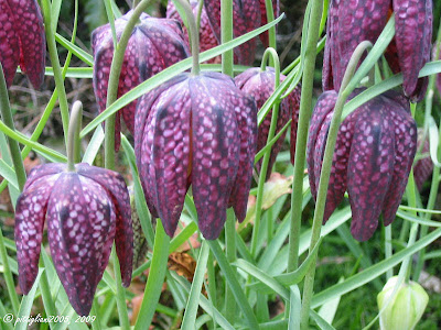 Lírio-xadrez (Fritillaria meleagris)