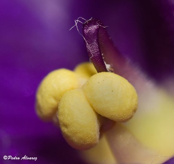 violeta1