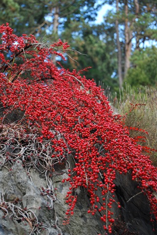 [2009-11-22 008[3].jpg]