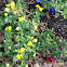 Pansies