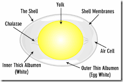egg-diagram