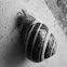 Grove snail