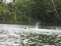 Taking a swim in the backwaters, Allapuzha