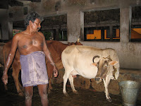 Goshala (cow milking facility), Cochin