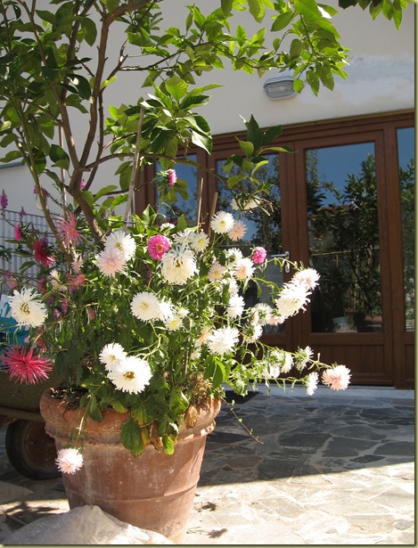Aster 029 Aster 029