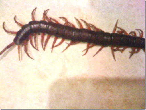 Hawaiian Bugs