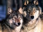 [wolves[3].jpg]