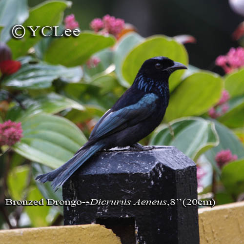 Bronzed Drongo Kinabalu Park Sabah Bronzed Drongo Kinabalu Park Sabah