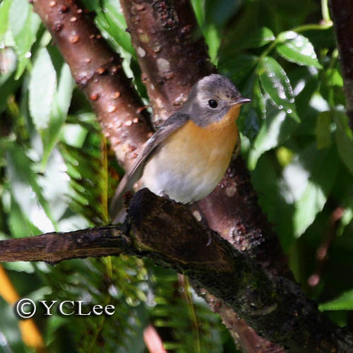 Flycatcher Kinabalu Park Sabah 