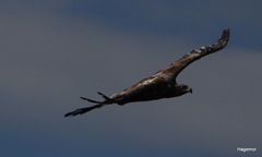 IMG_6784