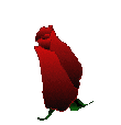 [flor02[2].gif]
