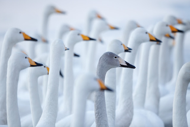 Hokkaido%20Swans.jpg