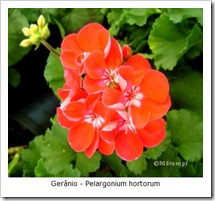 geranio2 geranio2