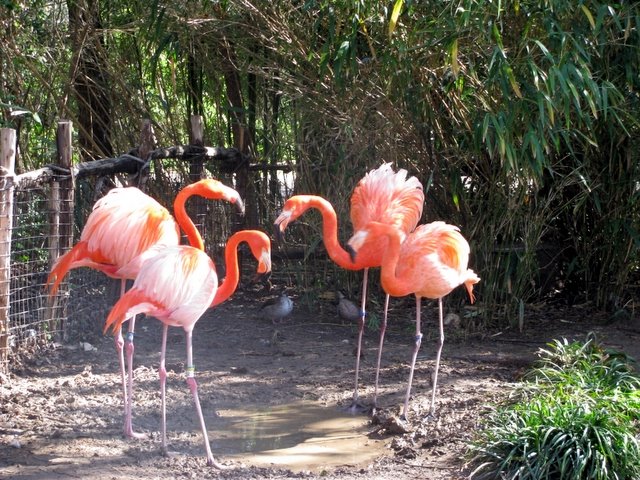 Zoo_Pics_0308-01.jpg