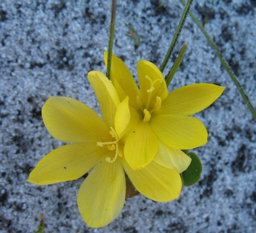 berberis thunbergii rocchetta