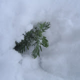 Winter Snow