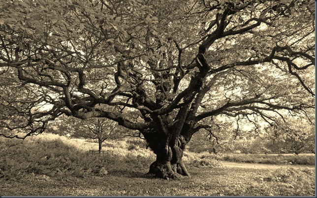 large-oak-tree