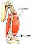 Биомеханика мышц