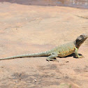 Eastern collared lizard (female)