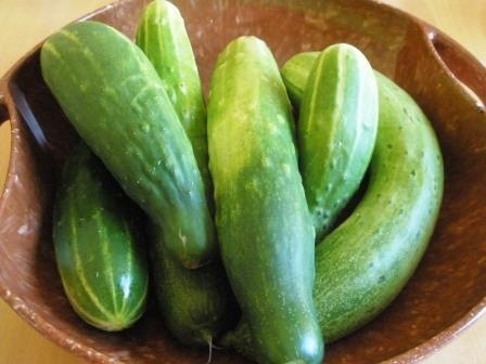 [cucumbers3.jpg]
