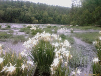 Cahaba River Lilly Bloom Photo Cahaba River Lilly Bloom Photo