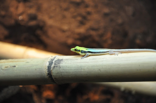 DSC_0442.JPG