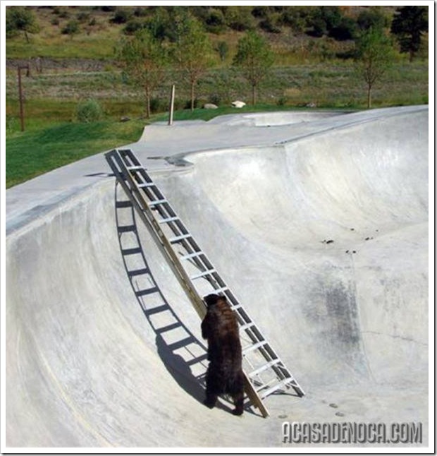 urso1
