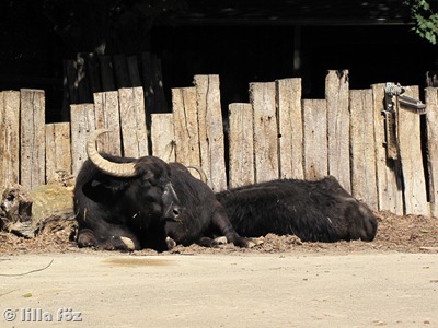 IMG_6051 IMG_6051