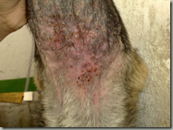 micosis6 micosis6