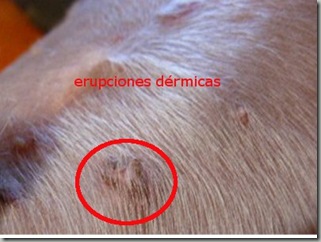 enfermedades de la piel en perros