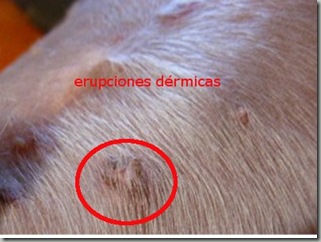 ENFERMEDAD PIEL PERRO enfermedad piel perro: