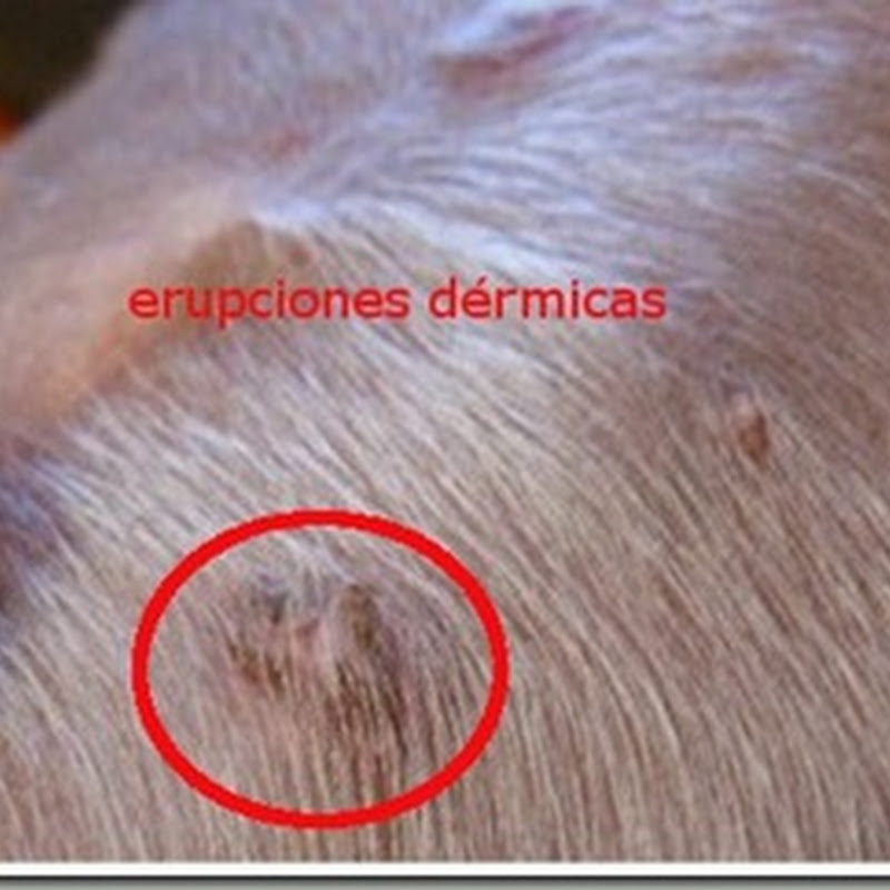 cuando salen las notas de corte enfermedades del perro cuando salen las notas de corte enfermedades del perro