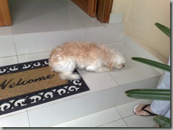 comportamiento_canino comportamiento_canino