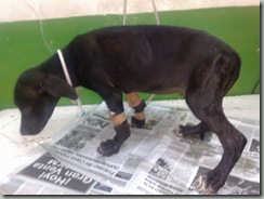 hepatitis en perros (6) hepatitis en perros (6)