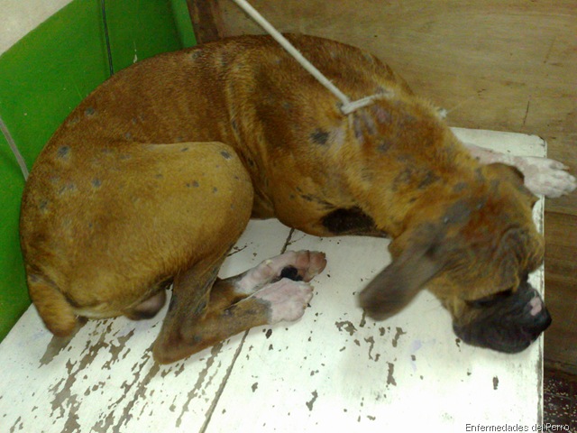 [micosisysarnaenperros24.jpg]